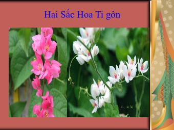 Bài thơ Hai sắc hoa Ti gôn