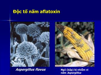 Bài giảng Độc tố nấm Aflatoxin