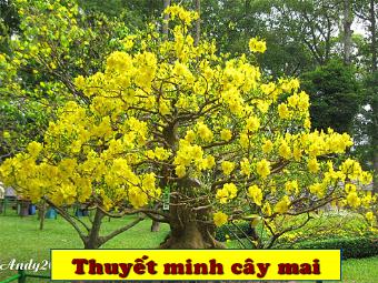 Bài giảng Ngữ văn Khối 8 - Đề tài: Thuyết minh cây mai