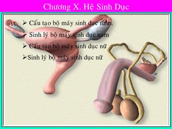 Bài giảng Giải phẫu sinh lý người - Chương 9: Hệ sinh dục