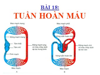 Bài giảng môn Sinh học Lớp 11 - Bài 18: Tuần hoàn máu (Bản hay)