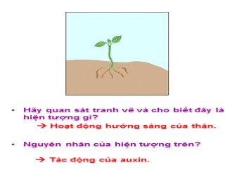 Bài giảng môn Sinh học Lớp 11 - Bài 35: Hoocmôn thực vật