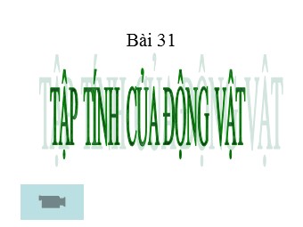 Bài giảng Sinh học Lớp 11 - Bài 31: Tập tính ở động vật (Chuẩn kiến thức)