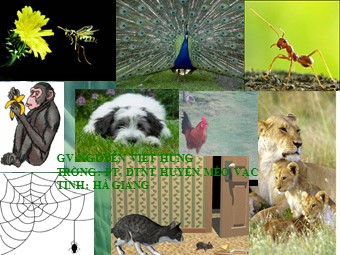 Bài giảng Sinh học Lớp 11 - Bài 33: Thực hành xem phim về một số tập tính ở động vật (Chuẩn kiến thức)