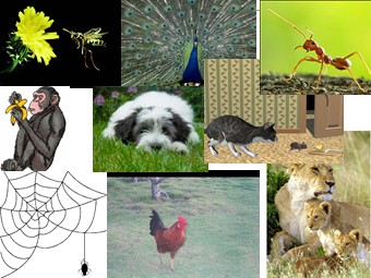 Bài giảng Sinh học Lớp 11 - Bài 33: Thực hành xem phim về một số tập tính ở động vật