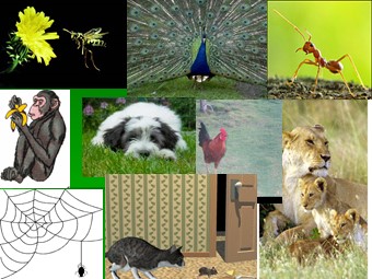Bài giảng Sinh học Lớp 11 - Bài 33: Thực hành xem phim về một số tập tính ở động vật (Chuẩn kĩ năng)