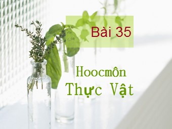 Bài giảng Sinh học Lớp 11 - Bài 35: Hoocmôn thực vật - Trường THPT Nguyễn Văn Trỗi