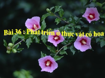 Bài giảng Sinh học Lớp 11 - Bài 36: Phát triển ở thực vật có hoa (Bản hay)
