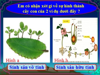 Bài giảng Sinh học Lớp 11 - Bài 42: Sinh sản hữu tính ở thực vật (Bản mới)