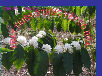 Bài giảng Sinh học Lớp 11 - Tiết 39, Bài 36: Phát triển ở thực vật có hoa