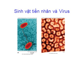 Bài giảng Sinh vật tiền nhân và Virus