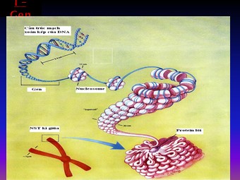 Bài giảng Sinh học Khối 12 - Bài 1: Gen, mã di truyền và quá trình nhân đôi ADN