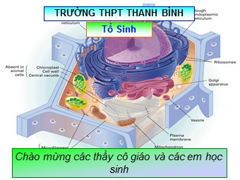 Bài giảng Sinh học Lớp 10 - Bài 10: Tế bào nhân thực - Trường THPT Thanh Bình