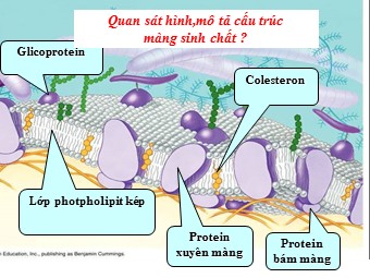 Bài giảng Sinh học Lớp 10 - Tiết 12, Bài 11: Vận chuyển các chất qua màng sinh chất (Bản hay)