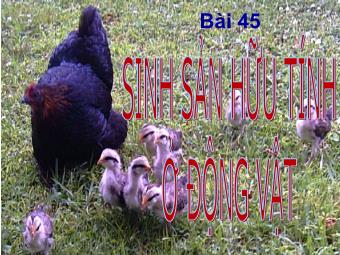 Bài giảng Sinh học Lớp 11 - Bài 45: Sinh sản hữu tính ở động vật