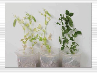 Bài giảng Sinh học Lớp 11 - Bài 5: Dinh dưỡng nitơ ở thực vật (Bản đẹp)