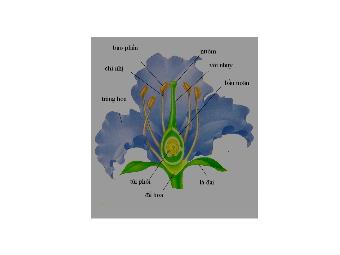Bài giảng điện tử Sinh học Lớp 11 - Bài 42: Sinh sản hữu tính ở thực vật (Chuẩn kiến thức)