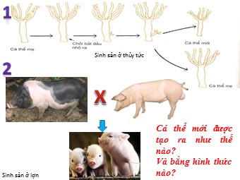 Bài giảng Sinh học Lớp 11 - Tiết 47, Bài 45: Sinh sản hữu tính ở động vật