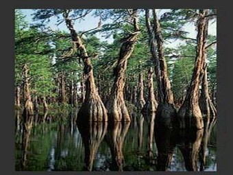 Bài giảng Địa lí Lớp 10 - Bài 18: Sinh quyển. Các nhân tố ảnh hưởng tới sự phát triển và phân bố của sinh vật (Bản đẹp)