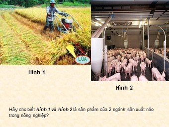 Bài giảng Địa lí Lớp 10 - Bài 28: Địa lí ngành trồng trọt (Bản mới)