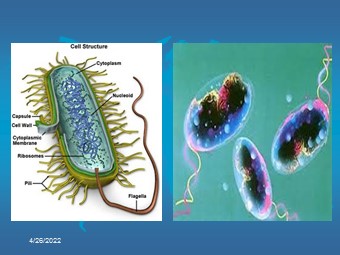 Bài giảng Địa lí Lớp 10 - Bài 7: Cấu trúc của Trái Đất. Thạch quyển. Thuyết kiến tạo mảng (Chuẩn kiến thức)