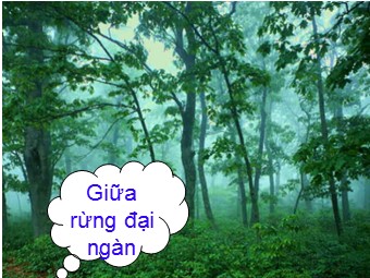 Bài giảng môn Vật lí Khối 11 - Bài 19: Từ trường