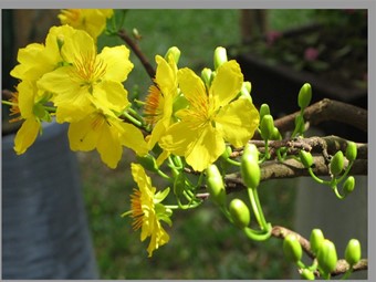 Bài giảng Vật lí Lớp 12 - Bài 7: Sóng cơ và sự truyền sóng cơ (Bản chuẩn kiến thức)