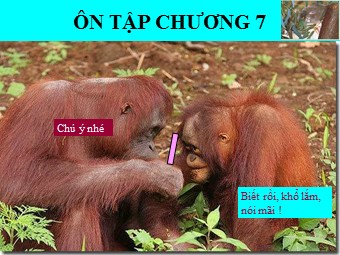 Bài giảng Vật lí Lớp 12 - Ôn tập: Lượng tử ánh sáng