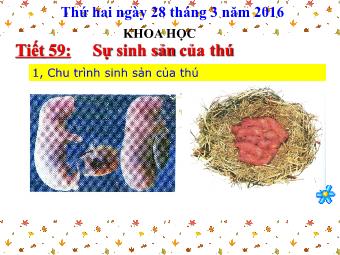 Bài giảng Khoa học 5 - Tiết 59: Sự sinh sản của thú - Năm học 2015-2016