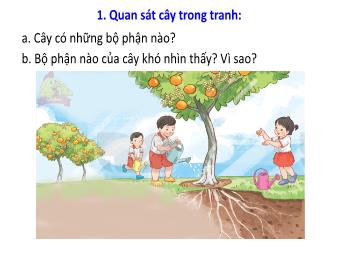 Bài giảng Tiếng Việt 1 - Tuần 27: Câu chuyện của rễ